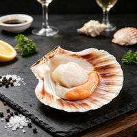 Frozen Scallop Meat